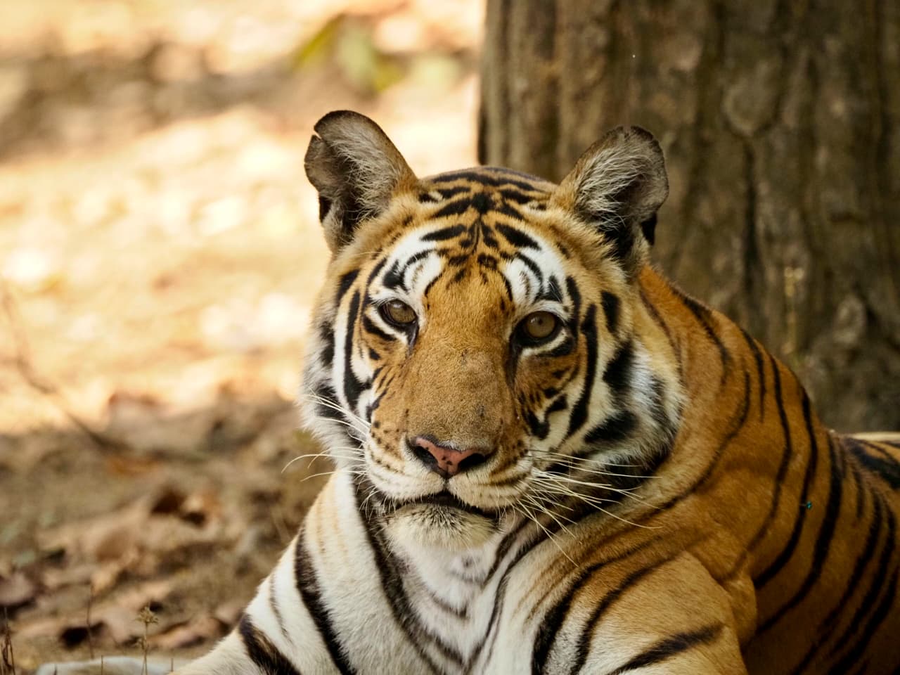 A tiger walking straight towards the camera down a forest track, framed between tall bare trunks with dense green canopy behind.