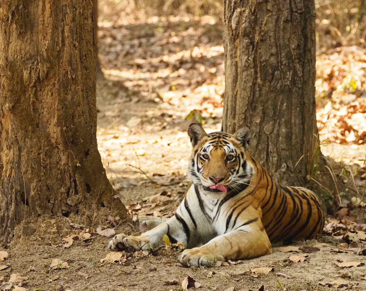 A tiger lying in leaf litter between two broad sal trunks, forepaws stretched out and tongue showing.