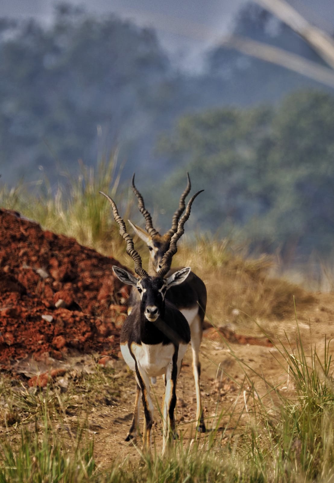 Two blackbuck on open scrub, the nearer one facing the camera and the one behind showing long spiralled horns against a hazy wooded ridge.