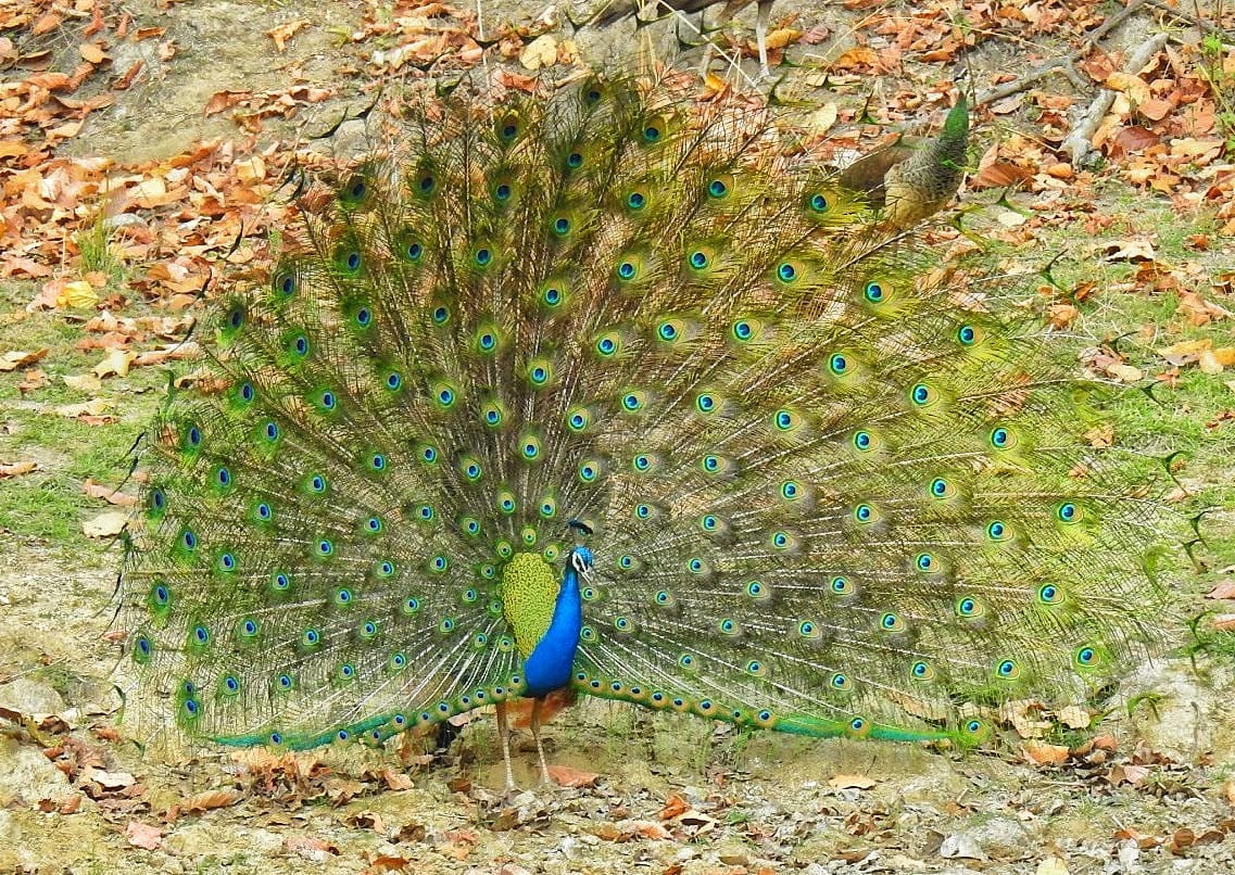 An Indian peafowl in full display, train fanned wide and covered in eyespots, standing on ground scattered with dry leaves.