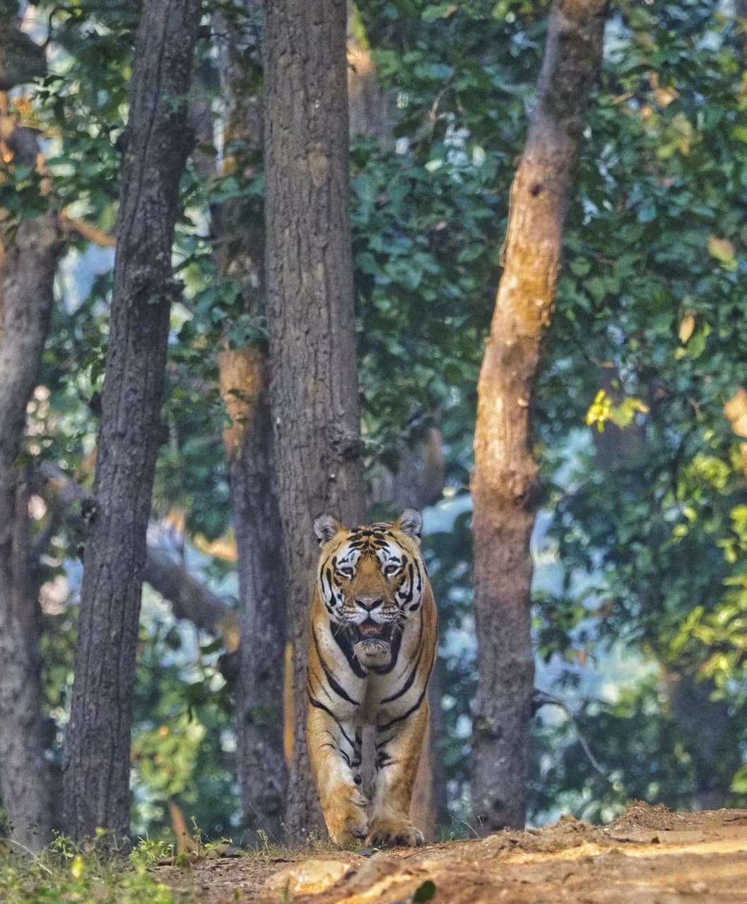 A tiger lying low in a shallow rocky pool, chin near the water and eyes fixed on the camera, boulders and dry stream bed around it.